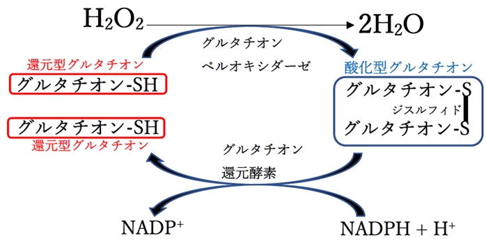 酸化型・還元型グルタチオンとグルタチオンペルオキシダーゼ